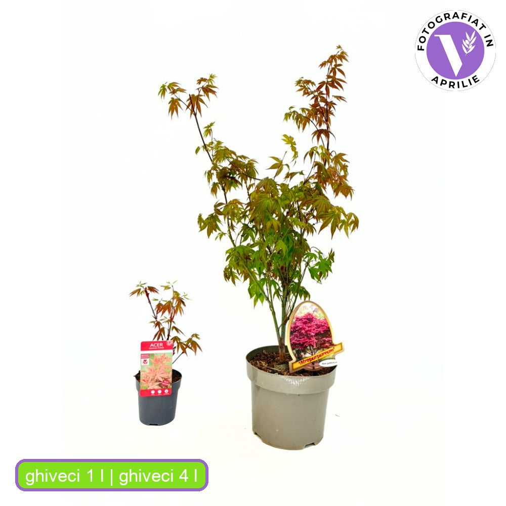 Japán juhar Atropurpureum, piros-lila lomb, dekoratív, kompakt növekedés