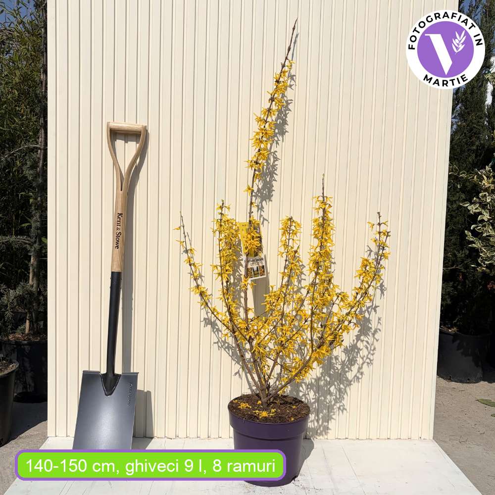 Aranyvessző (Forsythia Spectabilis), díszcserje élénk sárga virágokkal tavasszal, gyors növekedés