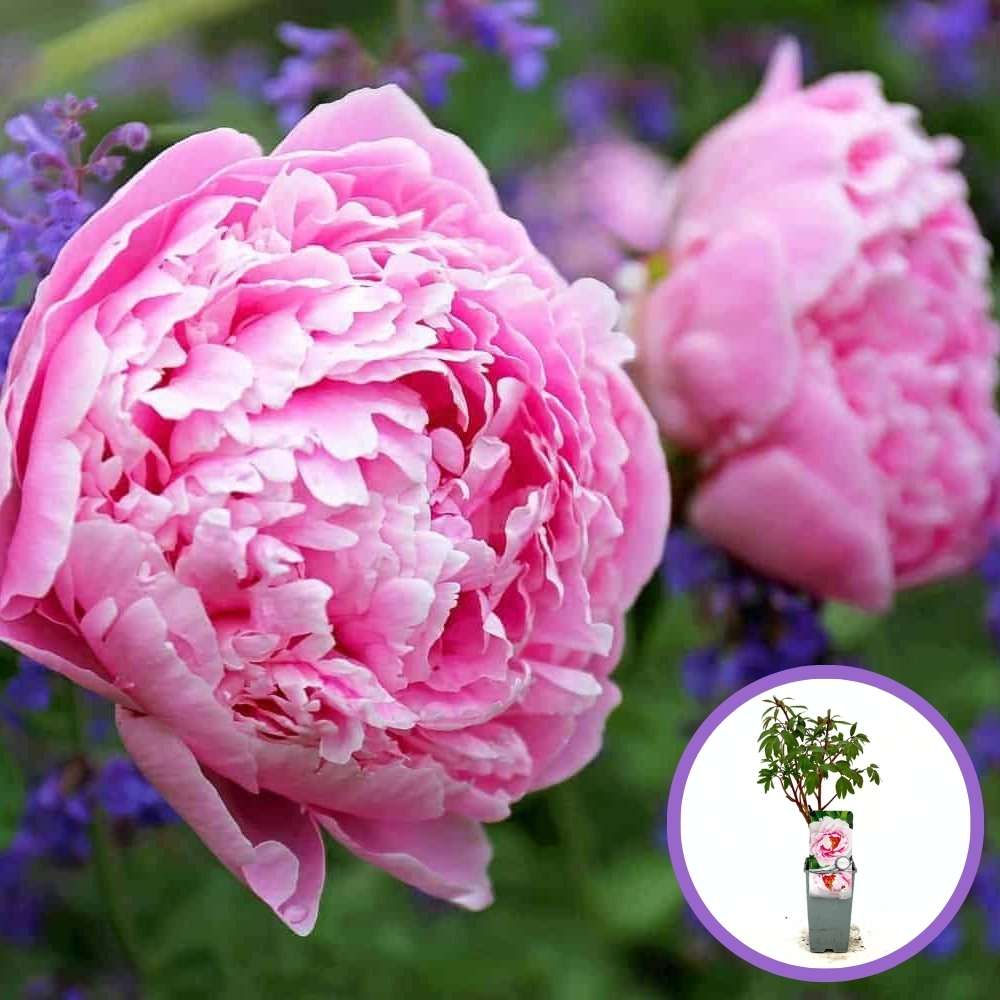 Fás bazsarózsa (Paeonia suffruticosa), dísznövény rózsaszín virágokkal, látványos virágzás és finom illat