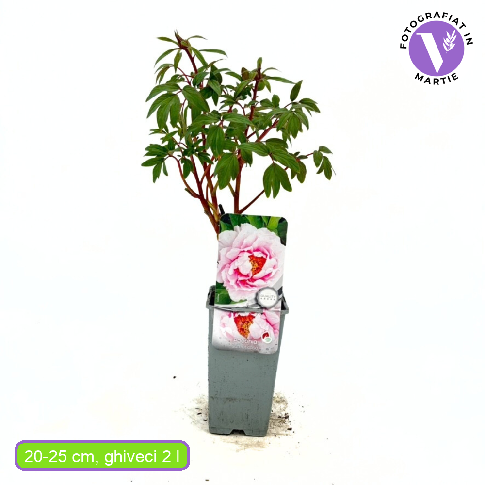 Fás bazsarózsa (Paeonia suffruticosa), dísznövény rózsaszín virágokkal, látványos virágzás és finom illat