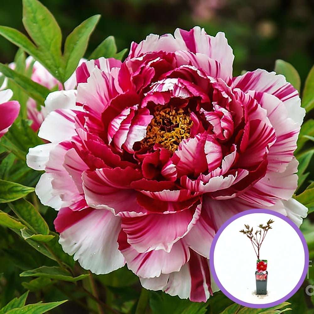 Kétszínű fás bazsarózsa (Paeonia suffruticosa), dísznövény rózsaszín és fehér virágokkal, látványos virágzás és finom illat