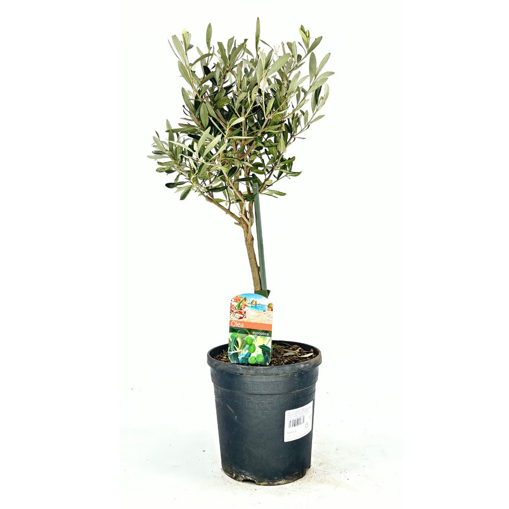 Olajfa 'Arbequina' – télálló, örökzöld mediterrán gyümölcsfa, 60–70 cm