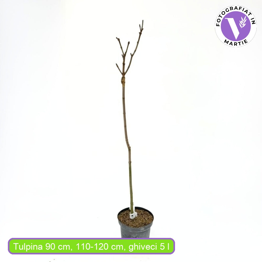Gömb koronájú korai juhar Globosum (Acer platanoides), dekoratív gömb alakú koronával, kompakt növekedésű, fagytűrő