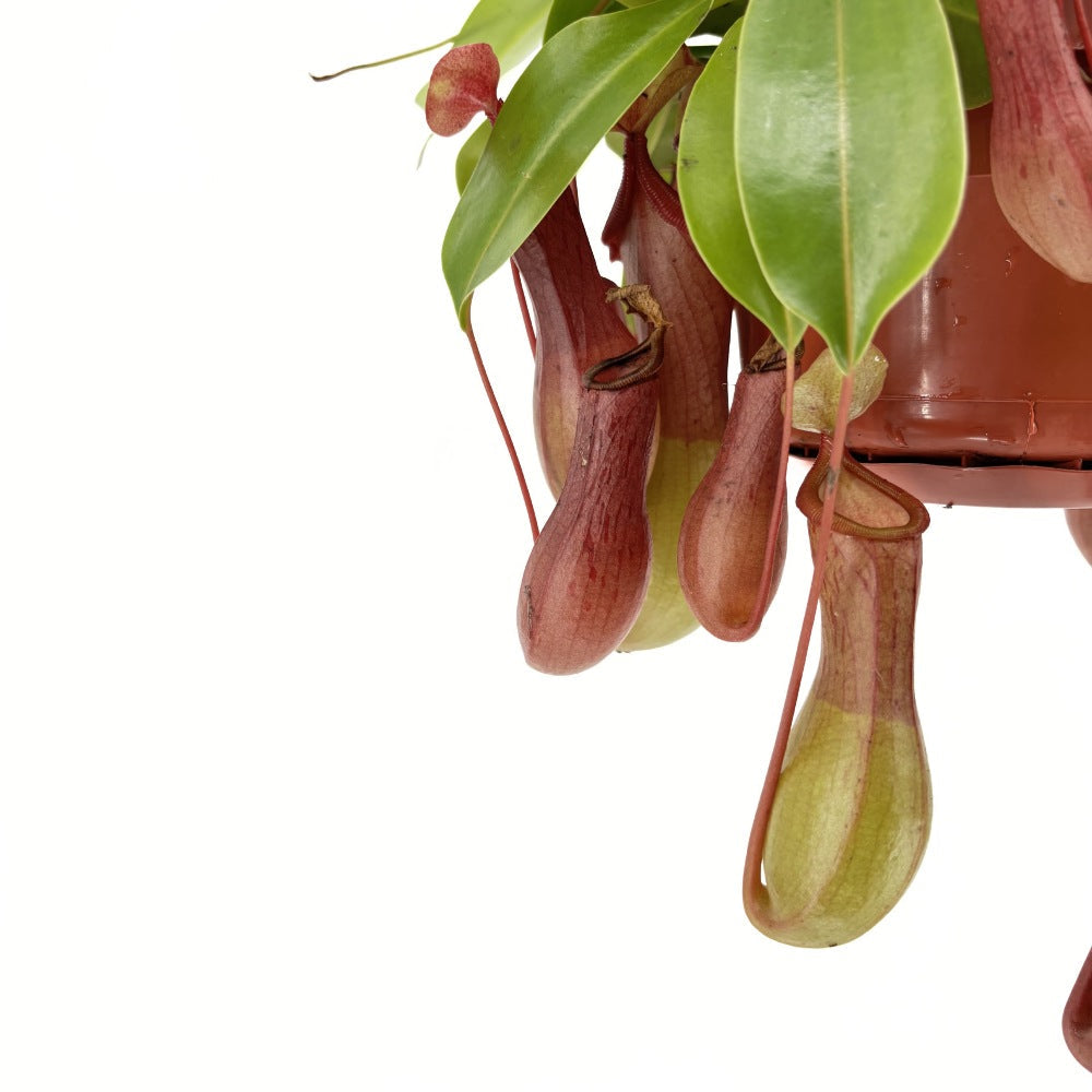Húsevő növény (Nepenthes) 'Alata Monkey Jars' – egzotikus korsócsapda-növény beltérre – 20 cm