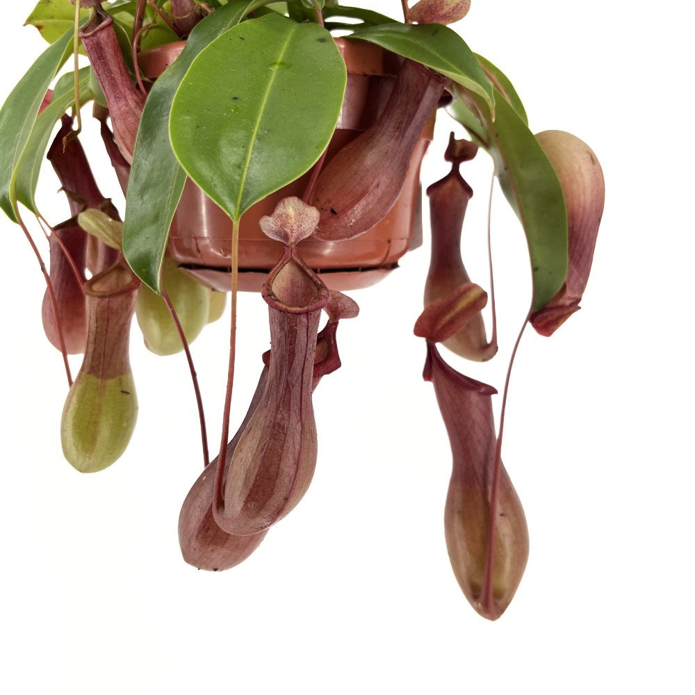 Húsevő növény (Nepenthes) 'Alata Monkey Jars' – egzotikus korsócsapda-növény beltérre – 20 cm
