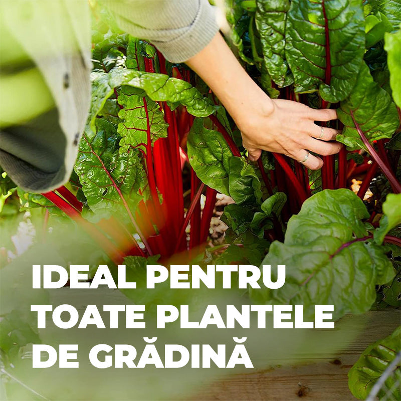 Ingrasamant Organic Natural cu Guano, pentru fructe si legume, 1 kg, COMPO