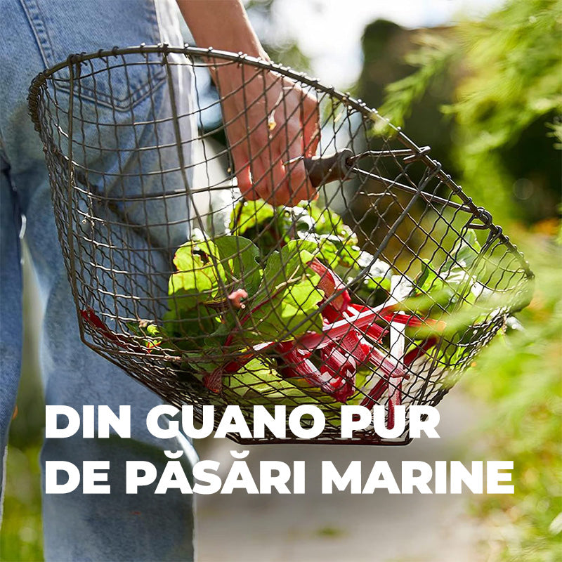 Ingrasamant Organic Natural cu Guano, pentru fructe si legume, 1 kg, COMPO