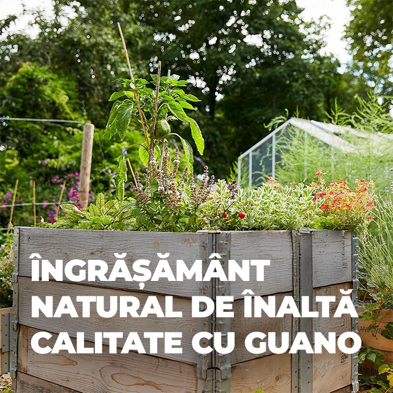 Ingrasamant Organic Natural cu Guano, pentru fructe si legume, 1 kg, COMPO