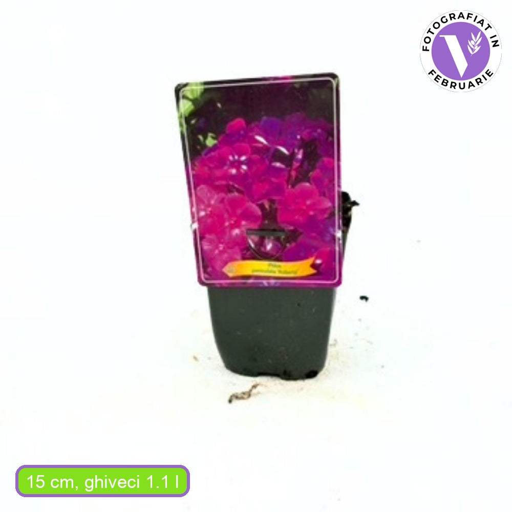 Lángvirág Phlox paniculata 'Roberta' – illatos, bíborlila virágú évelő