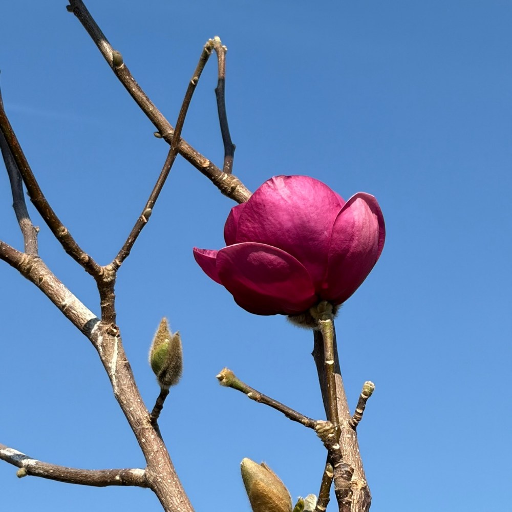 Magnólia Black Tulip, sötétlila tulipán formájú virágok, ritka fajta
