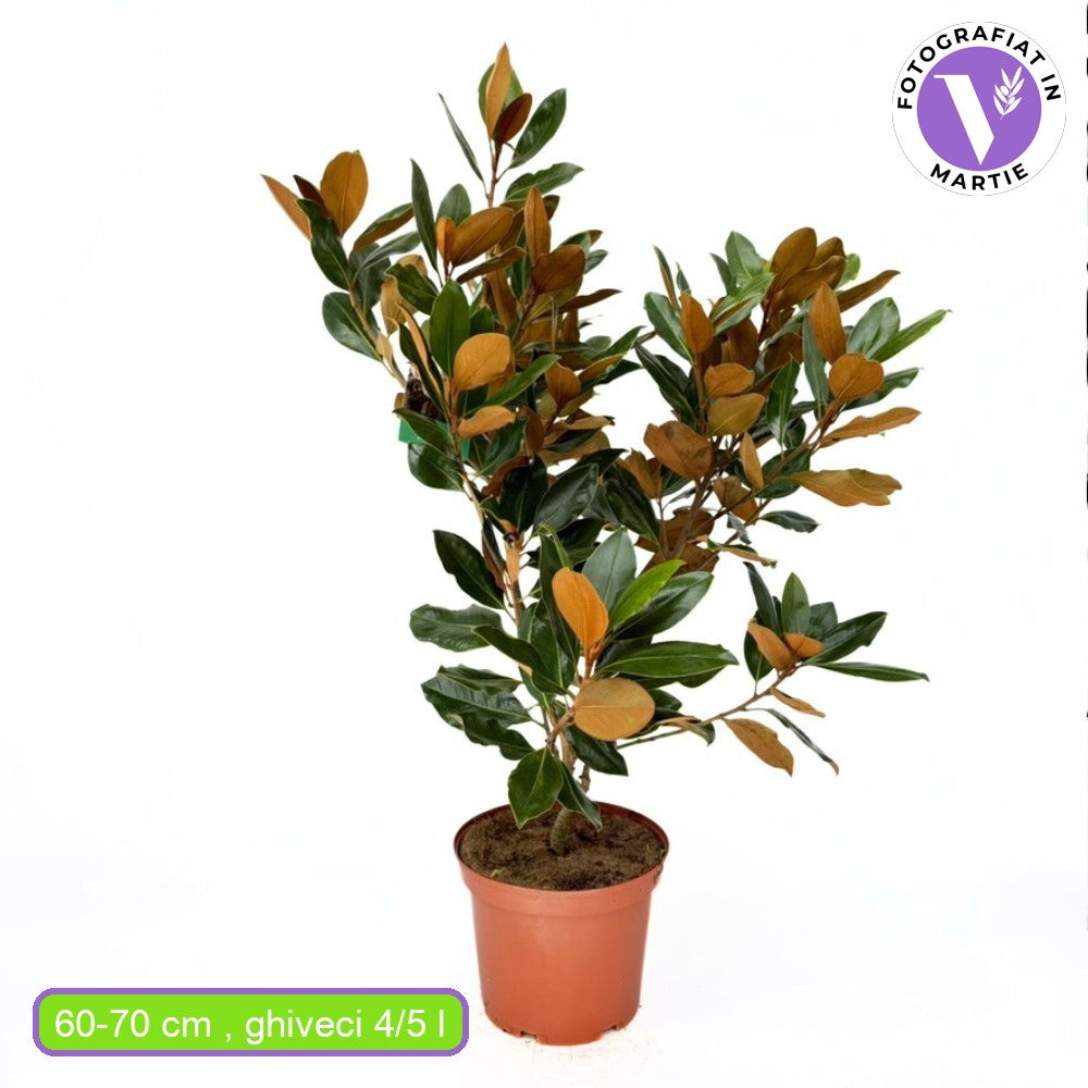 Örökzöld magnólia Little Gem (Magnolia grandiflora), illatos fehér virágok, kompakt növekedés, fényes lomb