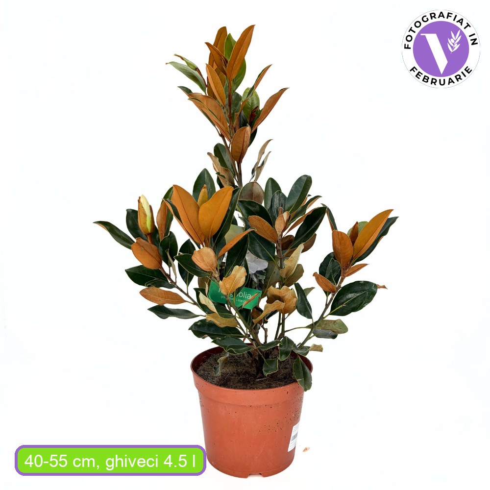 Örökzöld magnólia Little Gem (Magnolia grandiflora), illatos fehér virágok, kompakt növekedés, fényes lomb