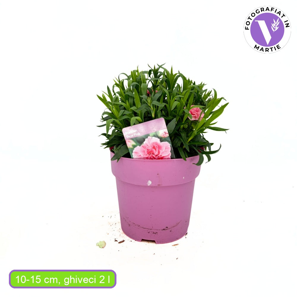 Illatos szegfű Dianthus Oscar Pink, rózsaszín évelő, 15–20 cm, napfénykedvelő, fagytűrő