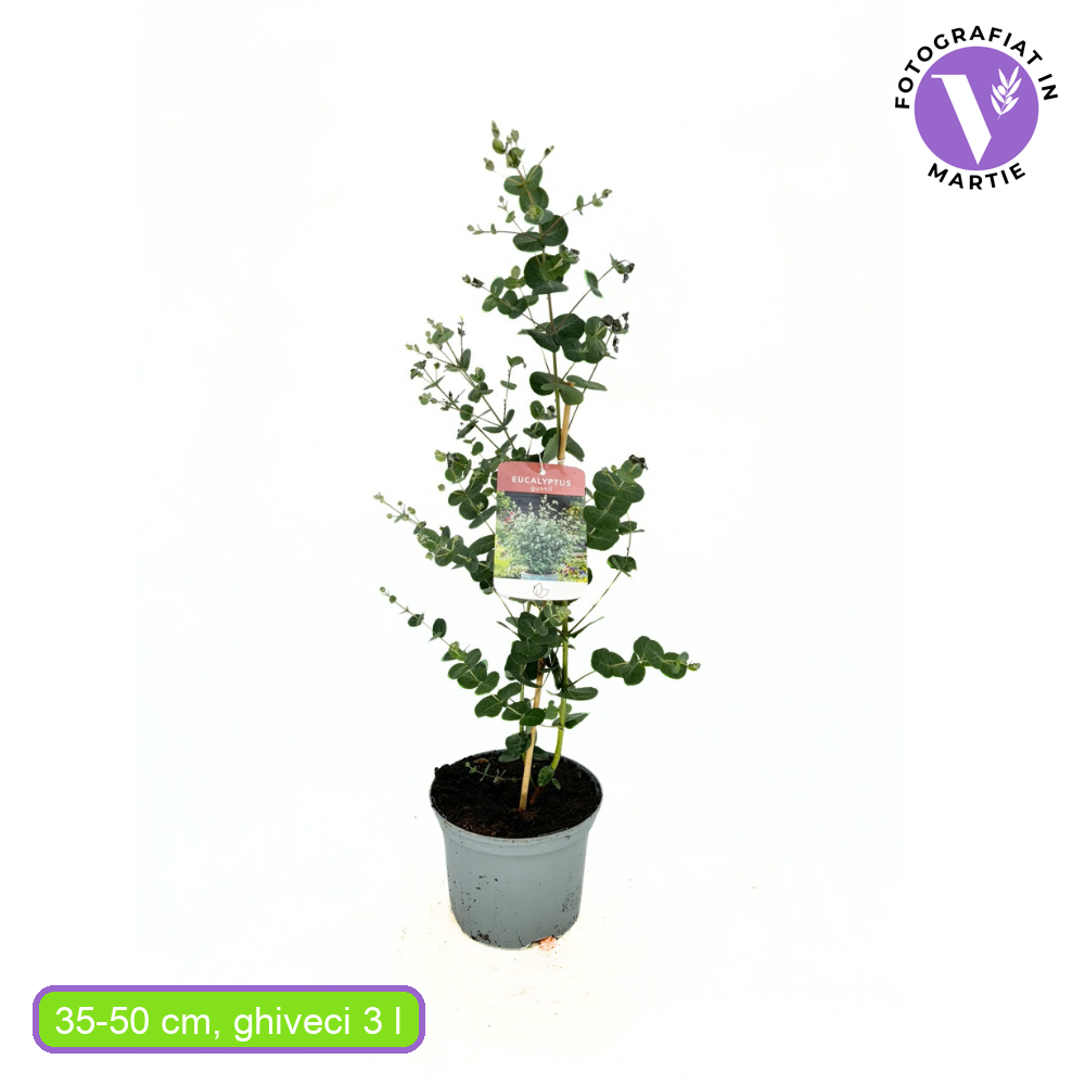 Ezüst eukaliptusz ‘Gunnii’ (Eucalyptus gunnii) – illatos, ezüstös lombú, napfénykedvelő, örökzöld növény