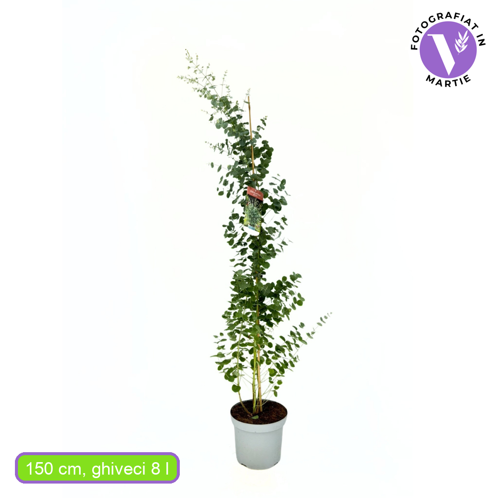 Ezüst eukaliptusz ‘Gunnii’ (Eucalyptus gunnii) – illatos, ezüstös lombú, napfénykedvelő, örökzöld növény