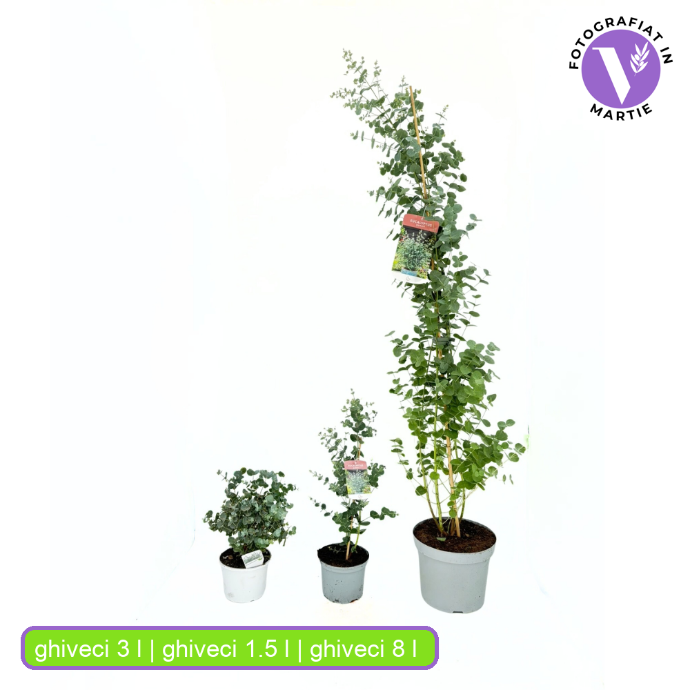 Ezüst eukaliptusz ‘Gunnii’ (Eucalyptus gunnii) – illatos, ezüstös lombú, napfénykedvelő, örökzöld növény