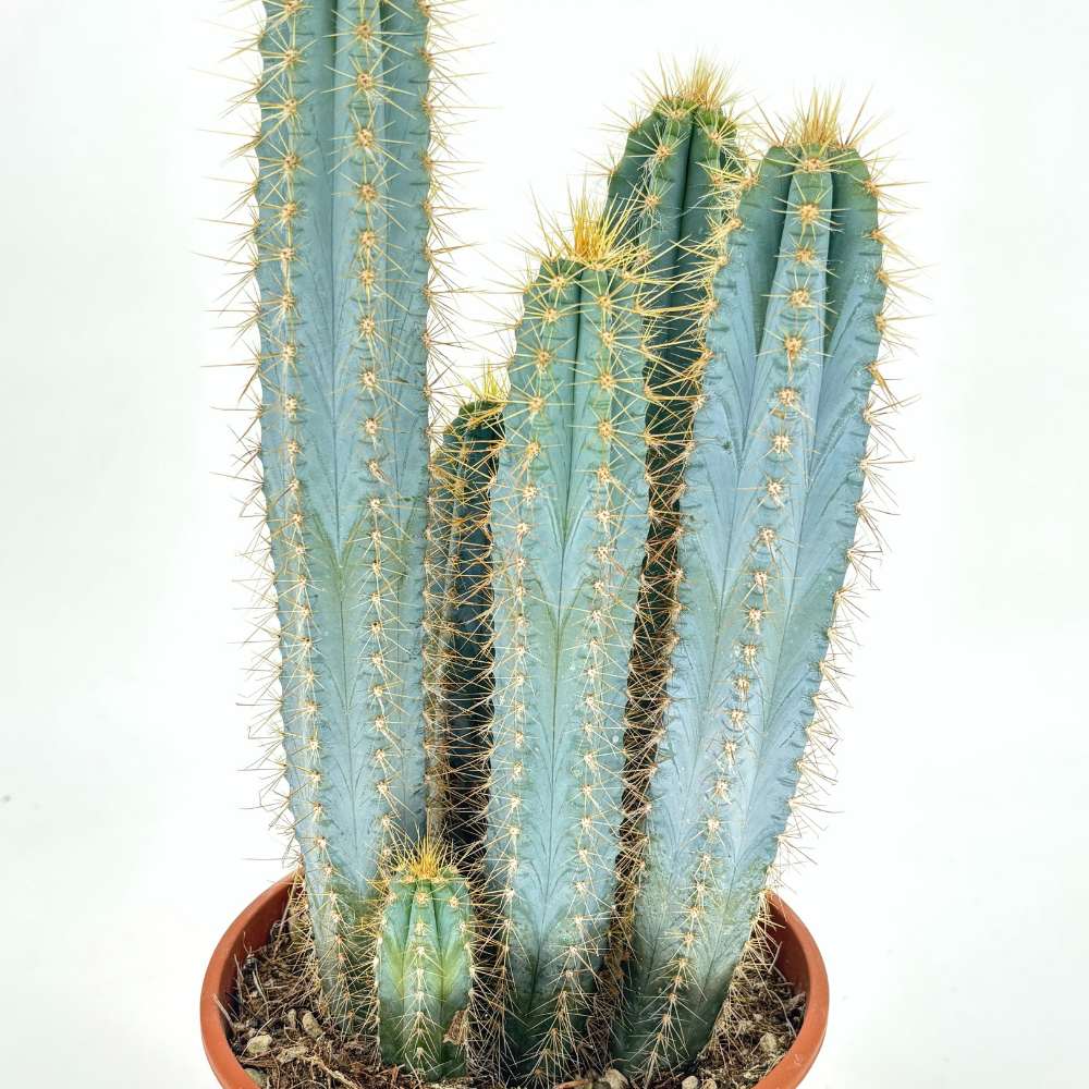 Kék fáklyakaktusz Pilosocereus azureus 'Blue Torch' – ritka oszlopos díszkaktusz fehér virágokkal