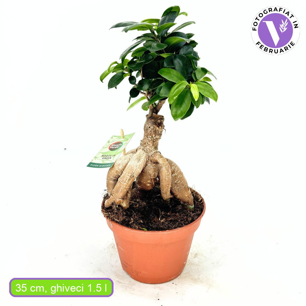 Ficus Bonsai Ginseng – vastag gyökerű egzotikus szobanövény, 30–35 cm