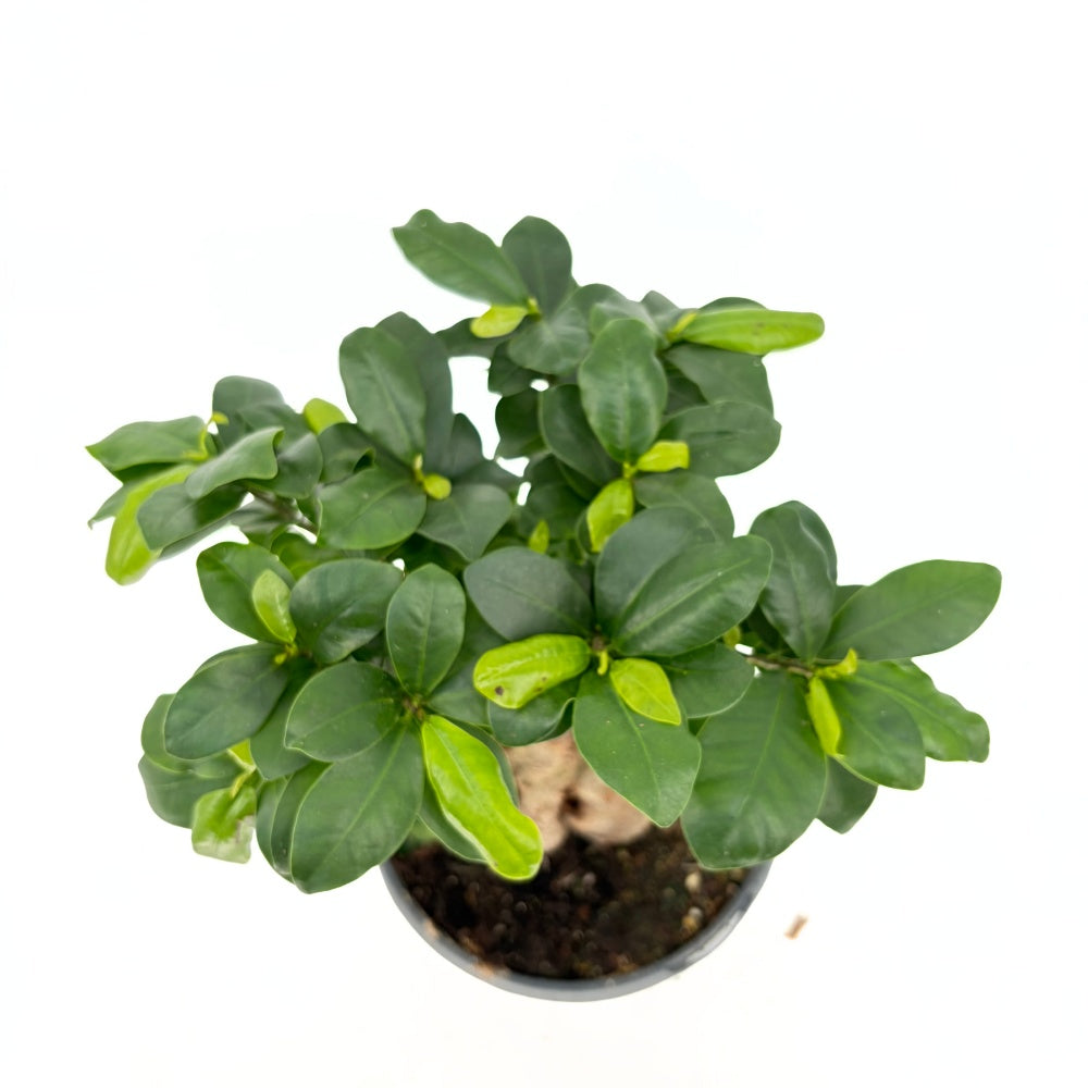 Ficus Bonsai Ginseng vastag gyökerekkel, 30–40 cm, levegőtisztító szobanövény