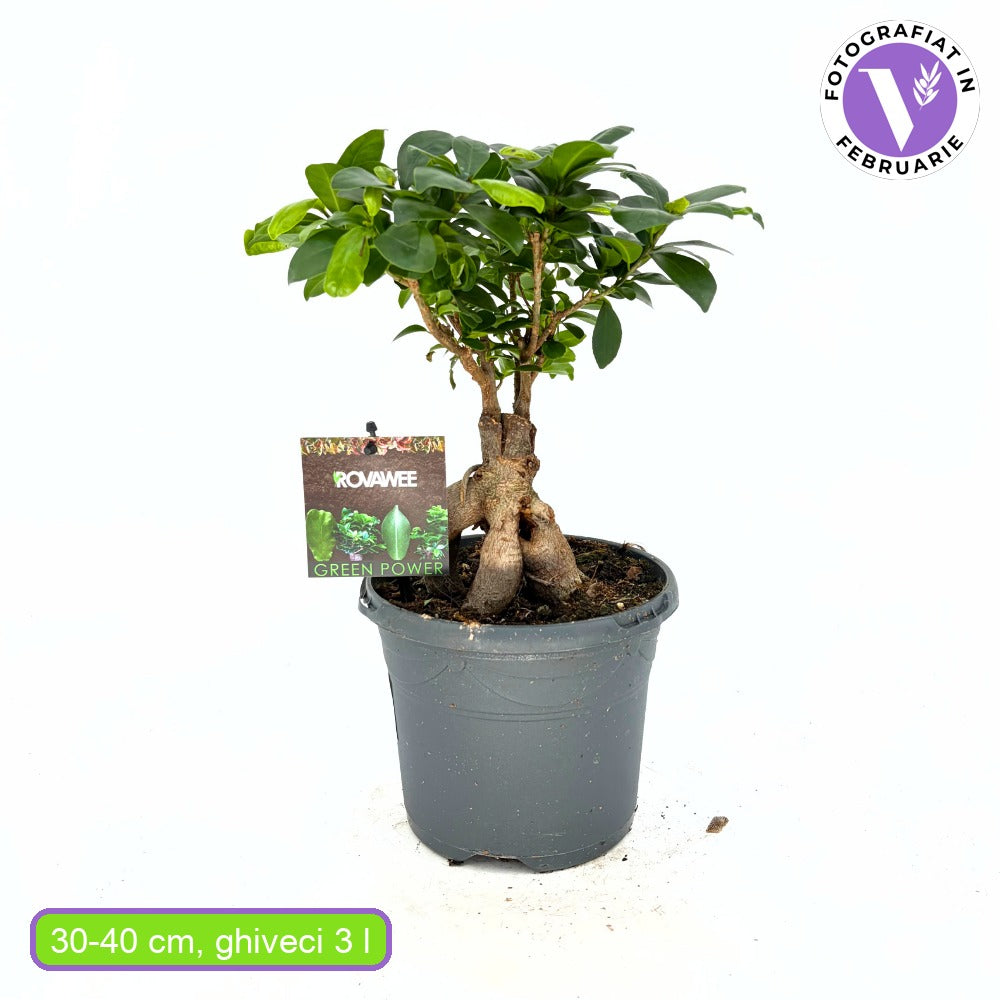Ficus Bonsai Ginseng vastag gyökerekkel, 30–40 cm, levegőtisztító szobanövény
