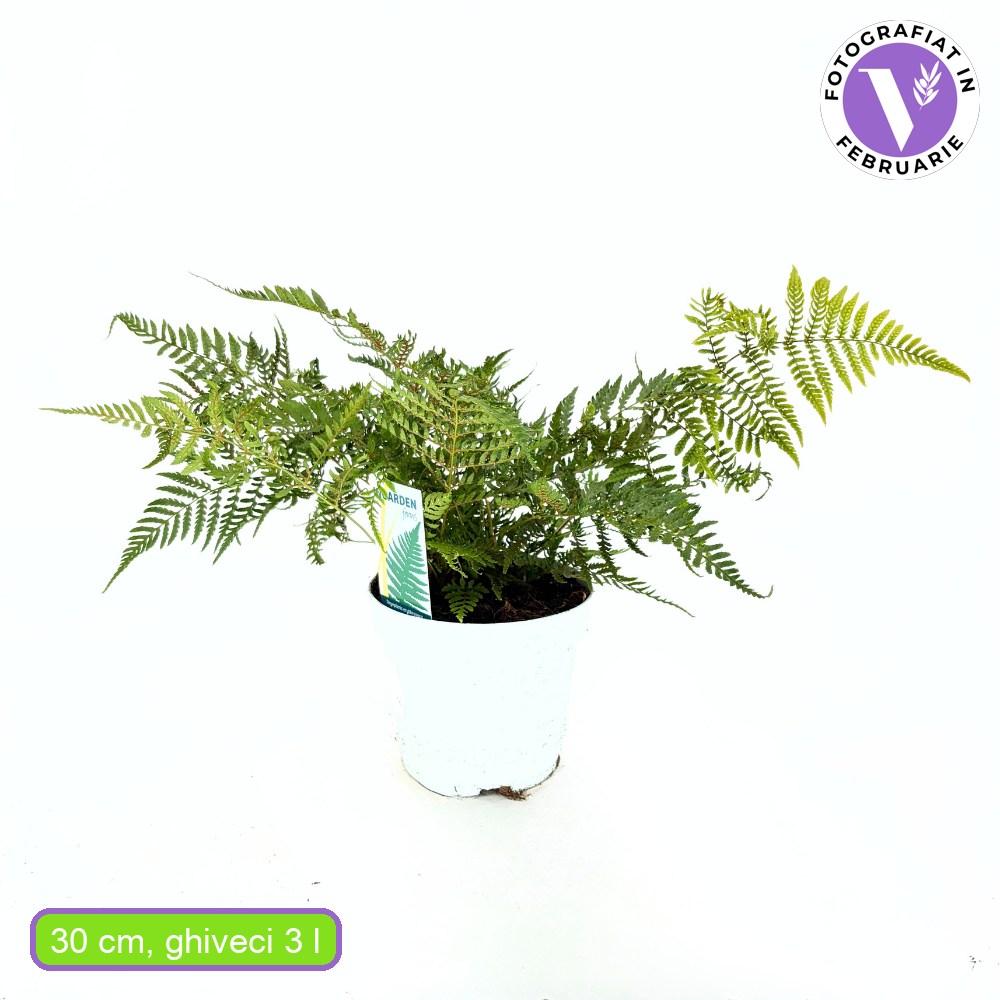Őszi pajzsika (Dryopteris erythrosora), dekoratív bronzos-zöld levelekkel árnyékba és félárnyékba