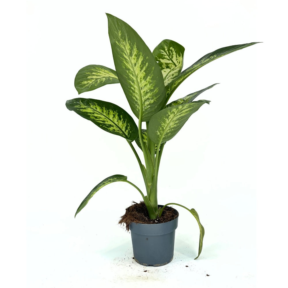 Dieffenbachia 'Tropical Snow' – hófoltos trópusi levéldísznövény, 70–80 cm