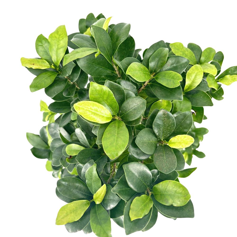 Ficus Bonsai Ginseng spirál formájú, 75 cm – egzotikus légtisztító szobanövény
