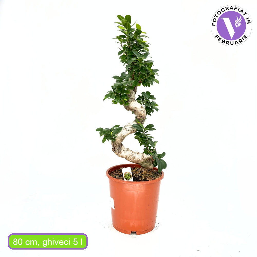 Ficus Bonsai Ginseng – spirális forma, 80 cm, légtisztító szobanövény