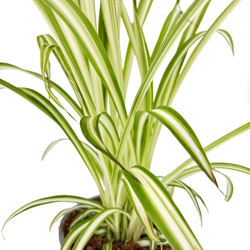 Pókfű (Chlorophytum comosum) 'Variegatum' – ívelt zöld-fehér levelű szobanövény