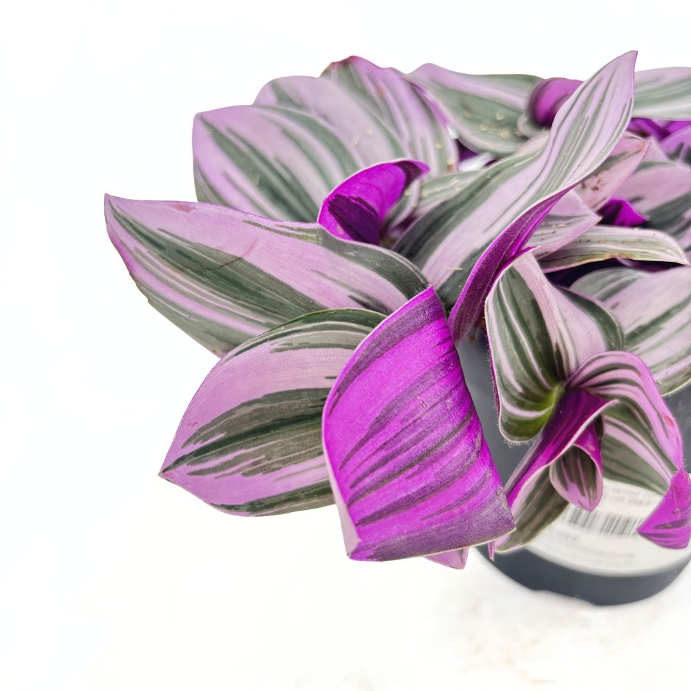 Tradescantia Albiflora 'Nanouk' – látványos rózsaszín-zöld csüngő szobanövény