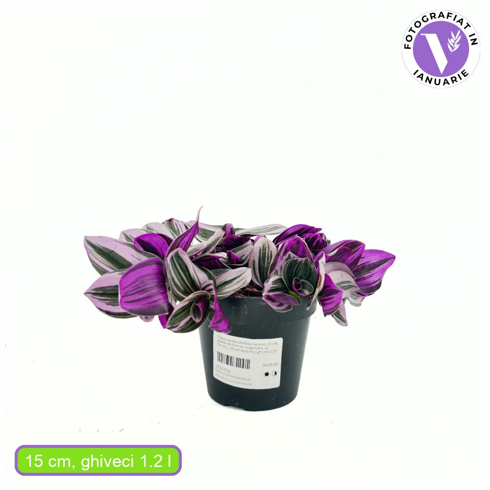 Tradescantia Albiflora 'Nanouk' – látványos rózsaszín-zöld csüngő szobanövény