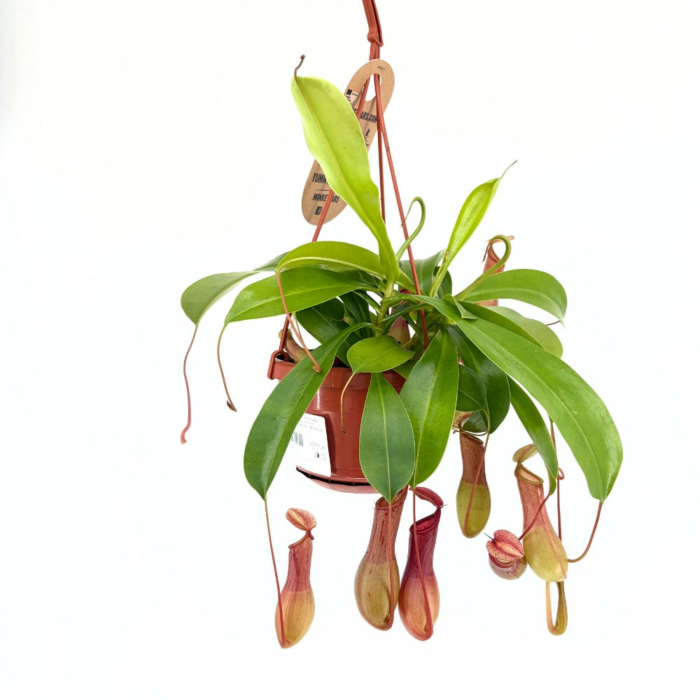 Kancsóka (Nepenthes alata) 'Monkey Jars' – egzotikus rovarevő trópusi szobanövény