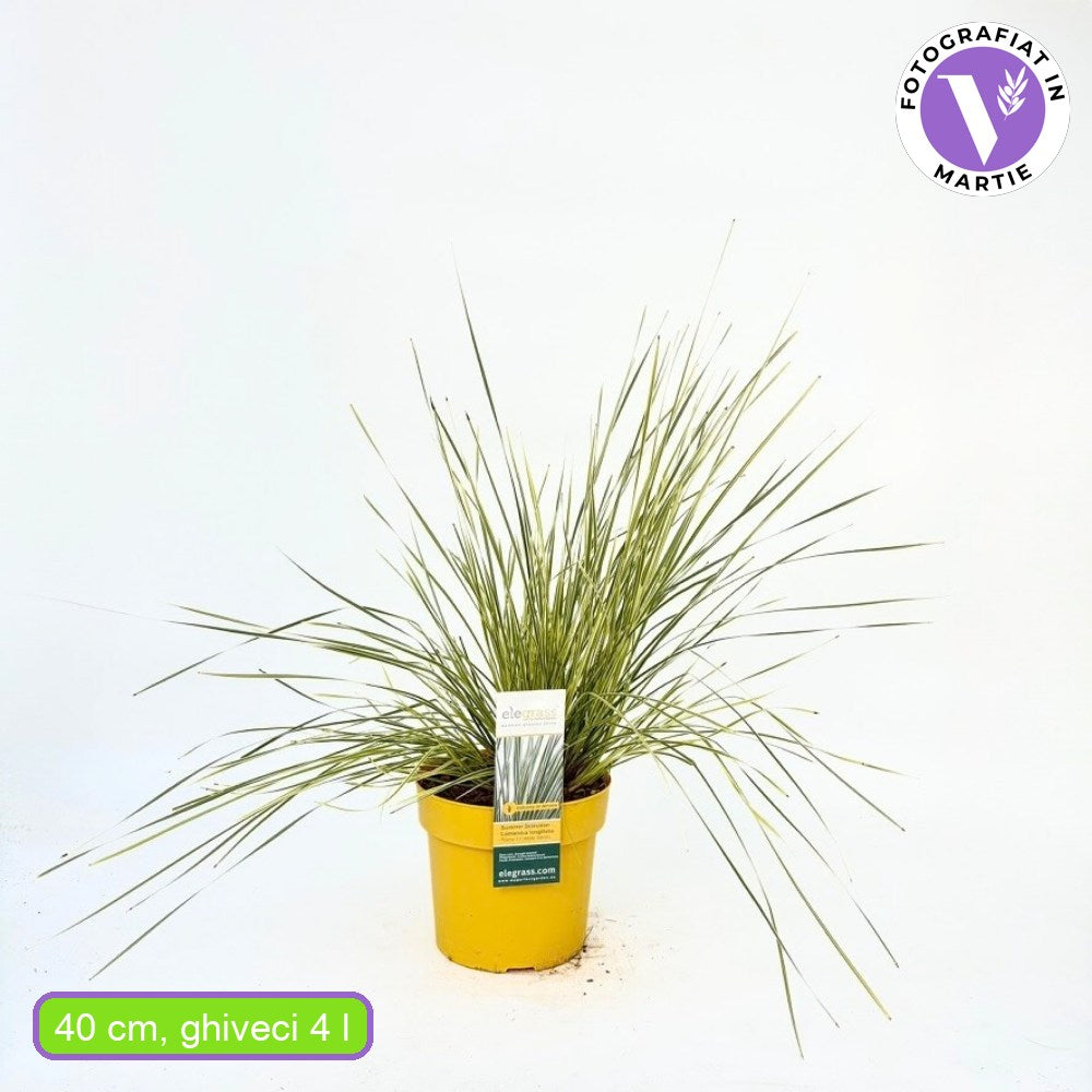 Lomandra White Sands, kétszínű örökzöld díszfű krém szegélyű lombbal