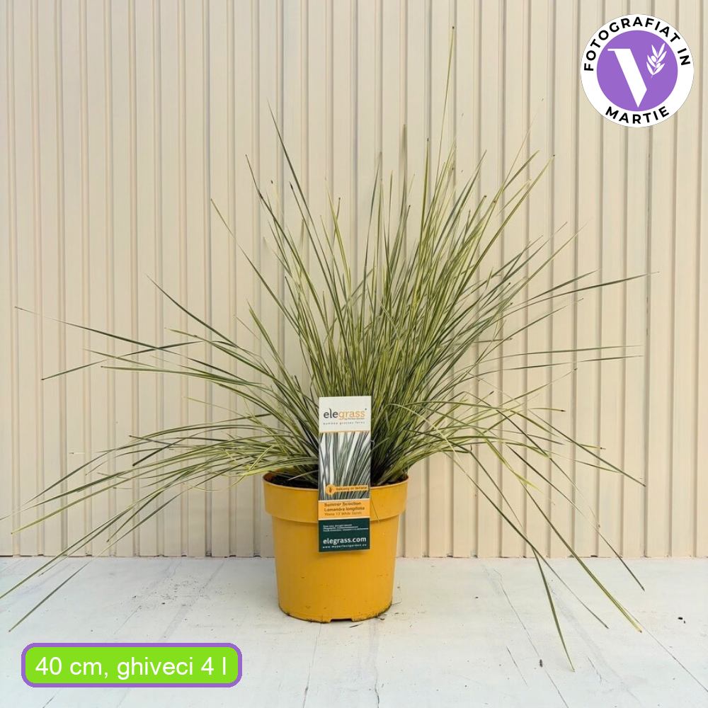 Lomandra White Sands, kétszínű örökzöld díszfű krém szegélyű lombbal