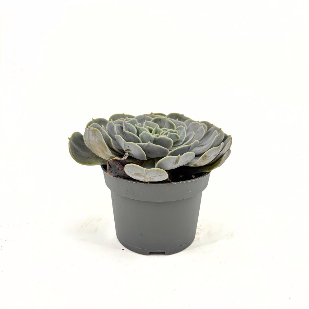 Pozsgás (Echeveria) 'Pollux' – ezüstlevelű, kompakt rozettás szobanövény