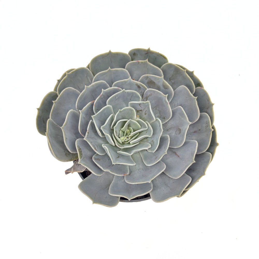 Pozsgás (Echeveria) 'Pollux' – ezüstlevelű, kompakt rozettás szobanövény