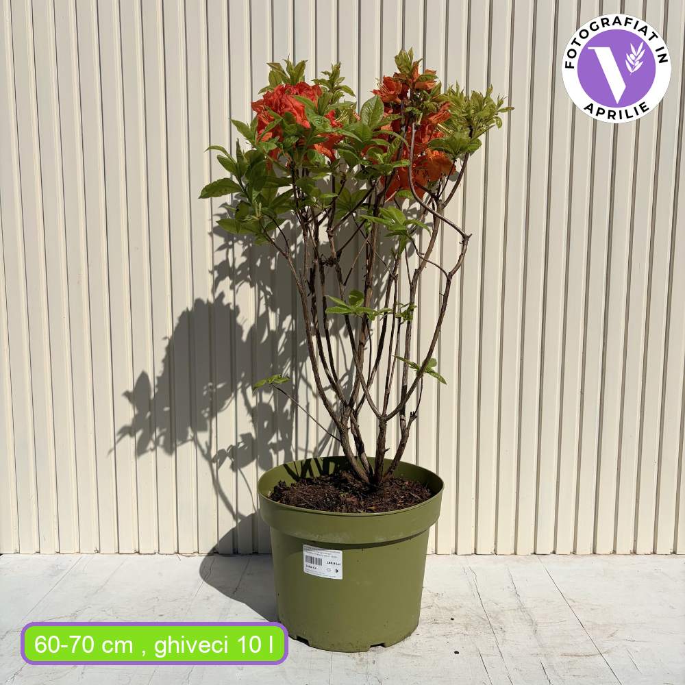 Japán azálea (Rhododendron) Gibraltar – narancssárga virágú, tavasszal virágzik, örökzöld, félárnyékos helyet és savanyú talajt kedvel