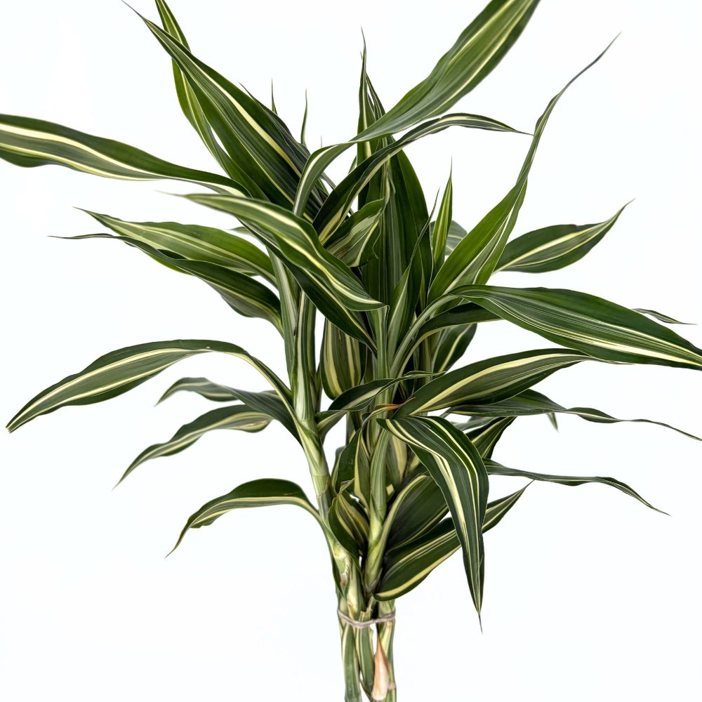 Szerencsebambusz Dracaena 'Cintho' – 3 fonott szárral, 50 cm
