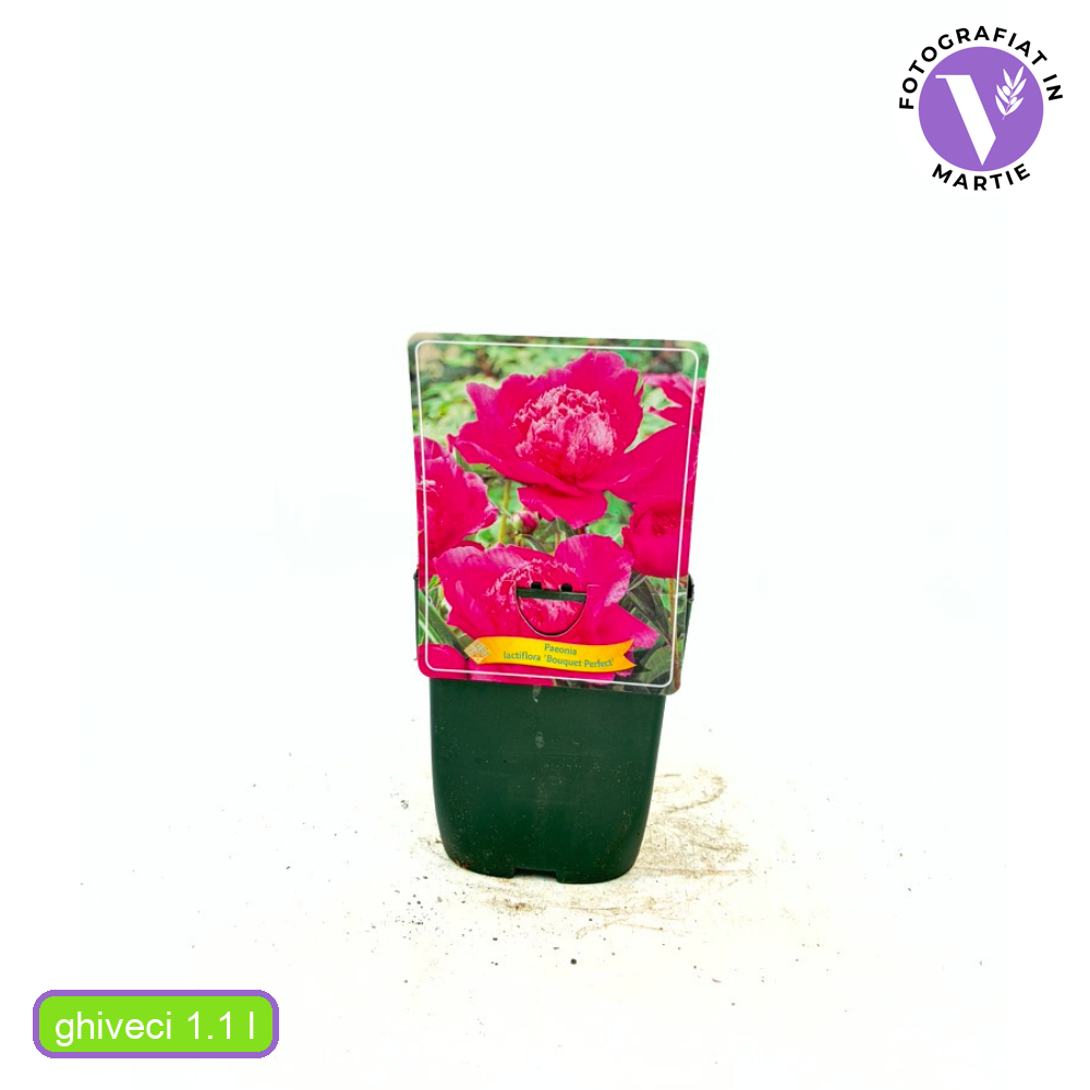 Bouquet Perfect bazsarózsa, rózsaszín virágokkal