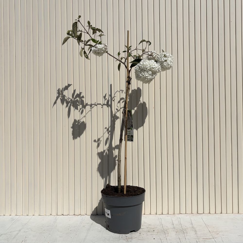 Bangita Eskimo (Viburnum), kisebb díszfa, gömb alakú fehér virágokkal