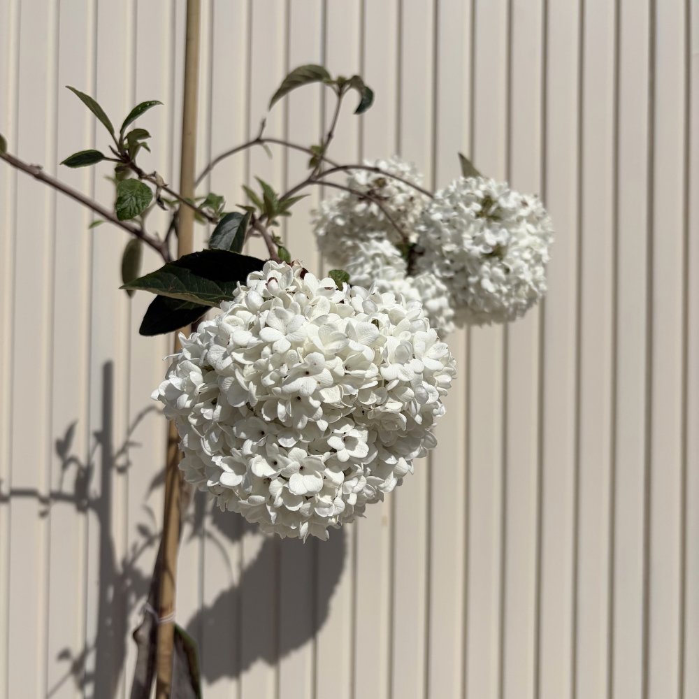 Bangita Eskimo (Viburnum), kisebb díszfa, gömb alakú fehér virágokkal
