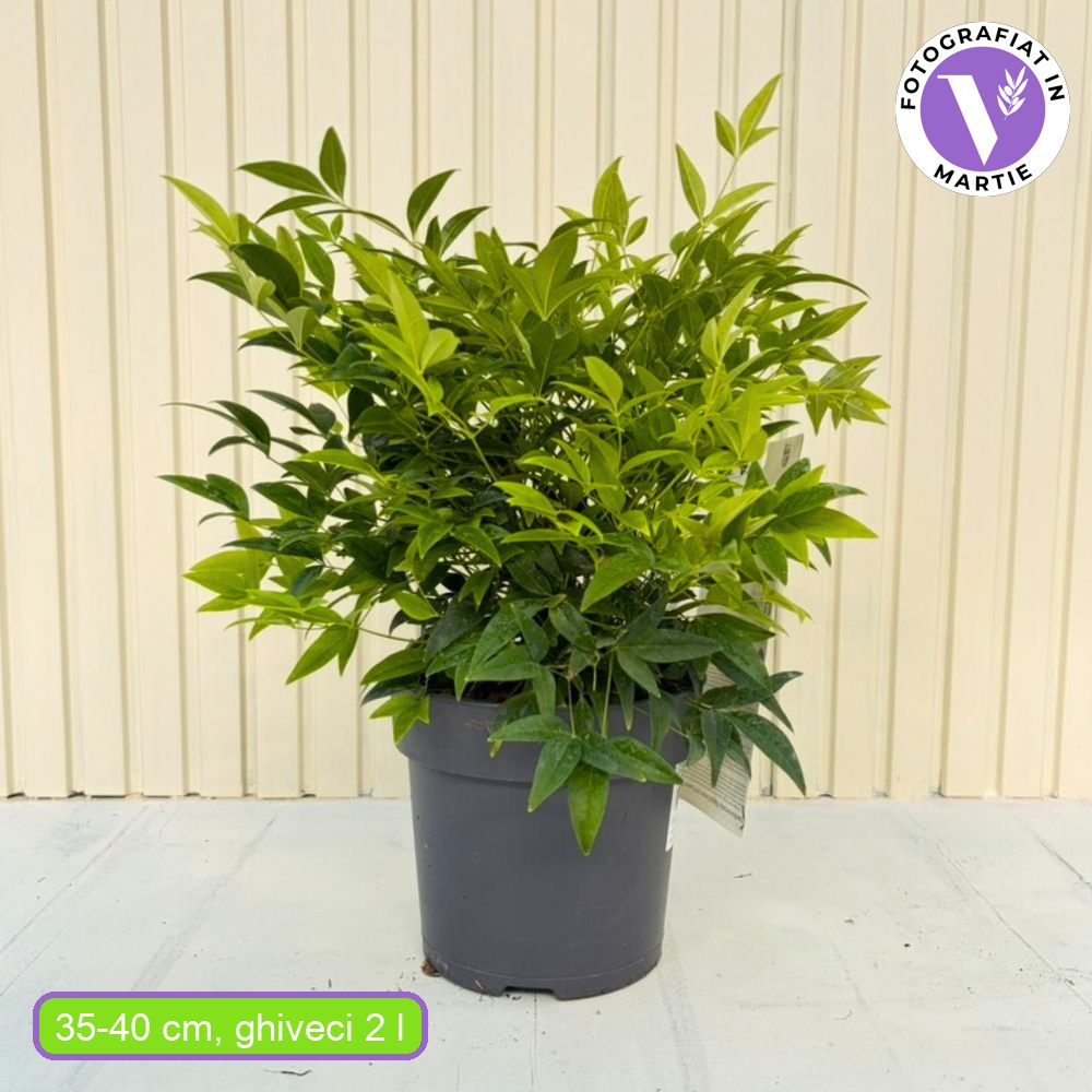 Szentséges bambusz Nandina Lemon-Lime – sárgászöld lombú, örökzöld díszcserje, japán kertbe, feng shui kertekbe