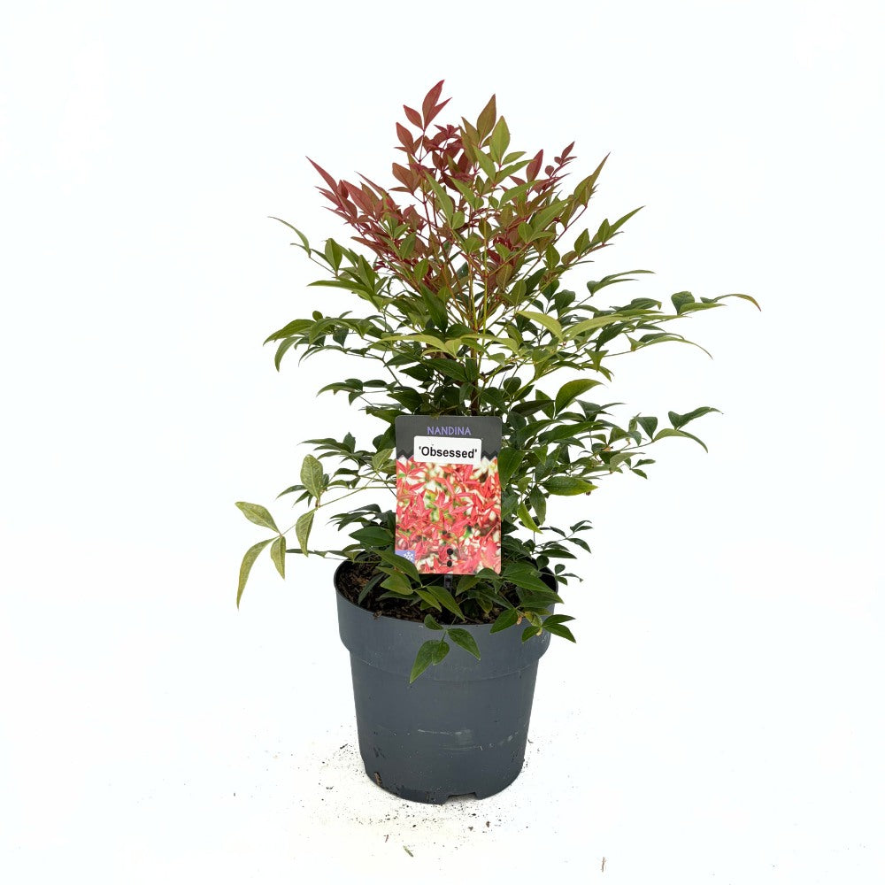 Szentséges bambusz Nandina Obsessed – örökzöld, rózsaszín–vörös lombú, dekoratív, cserépbe vagy kertbe, japán kertbe, feng shui kertekbe