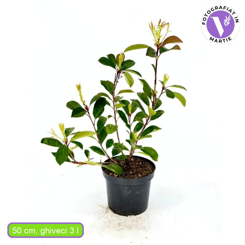 Korallberkenye Red Robin (Photinia), örökzöld piros sövénynövény, jól bírja a hideget és a szárazságot