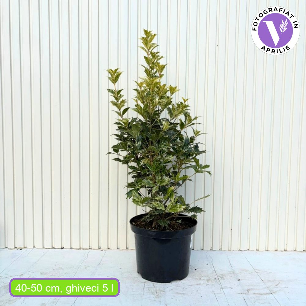 Tarka levelű álmagyal (Osmanthus heterophyllus ‘Tricolor Goshiki’), örökzöld díszcserje, háromszínű lombbal, intenzíven édes illatú virágokkal, könnyen gondozható