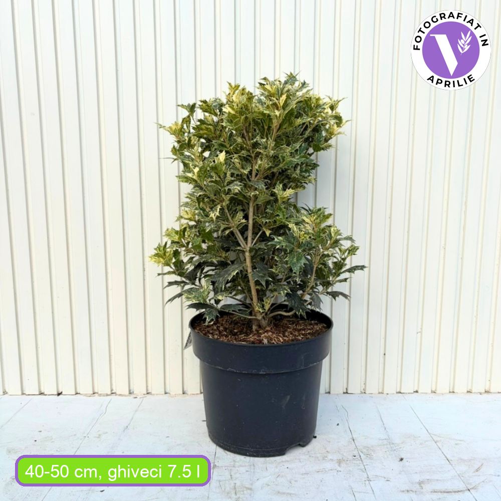 Tarka levelű álmagyal (Osmanthus heterophyllus ‘Tricolor Goshiki’), örökzöld díszcserje, háromszínű lombbal, intenzíven édes illatú virágokkal, könnyen gondozható
