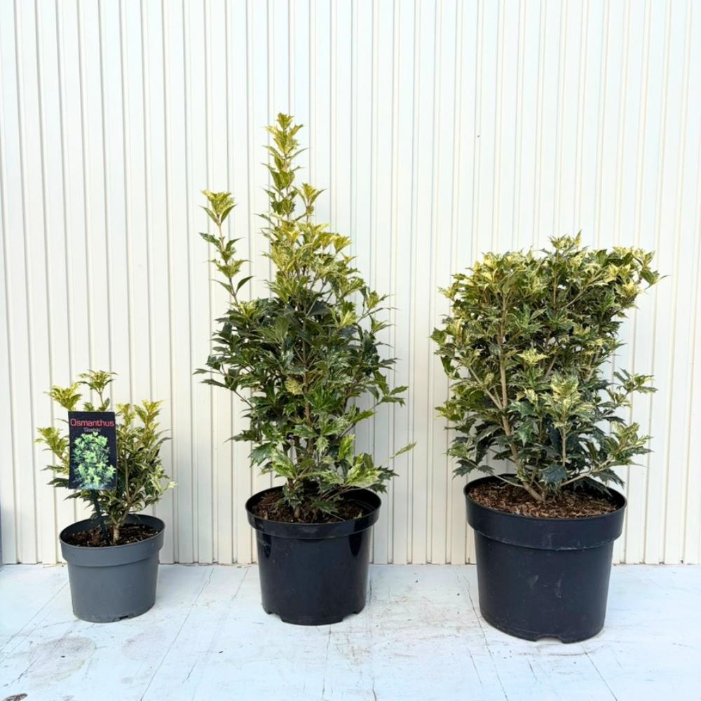 Tarka levelű álmagyal (Osmanthus heterophyllus ‘Tricolor Goshiki’), örökzöld díszcserje, háromszínű lombbal, intenzíven édes illatú virágokkal, könnyen gondozható