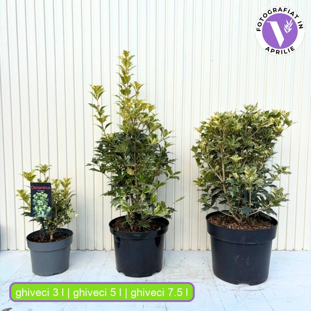Tarka levelű álmagyal (Osmanthus heterophyllus ‘Tricolor Goshiki’), örökzöld díszcserje, háromszínű lombbal, intenzíven édes illatú virágokkal, könnyen gondozható