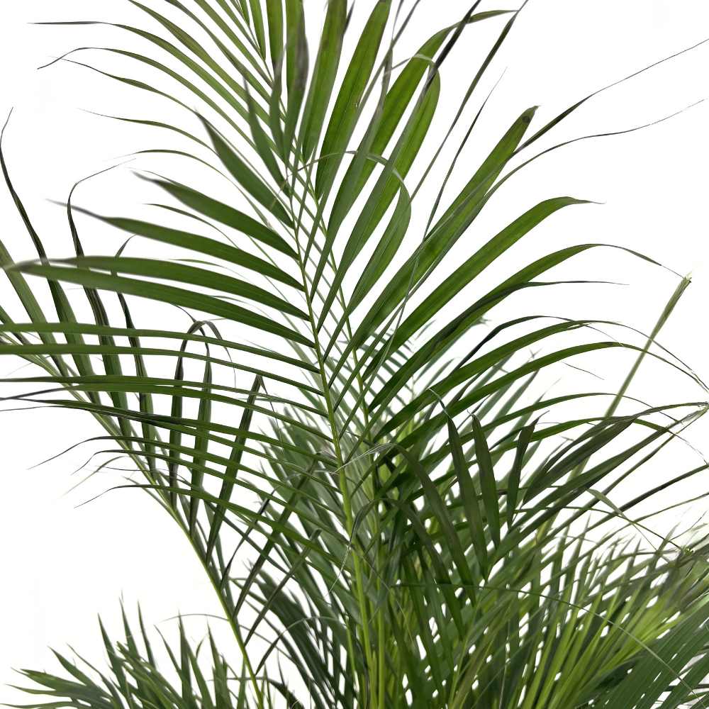 Areca pálma (Dypsis lutescens) 150 cm – elegáns légtisztító szobanövény