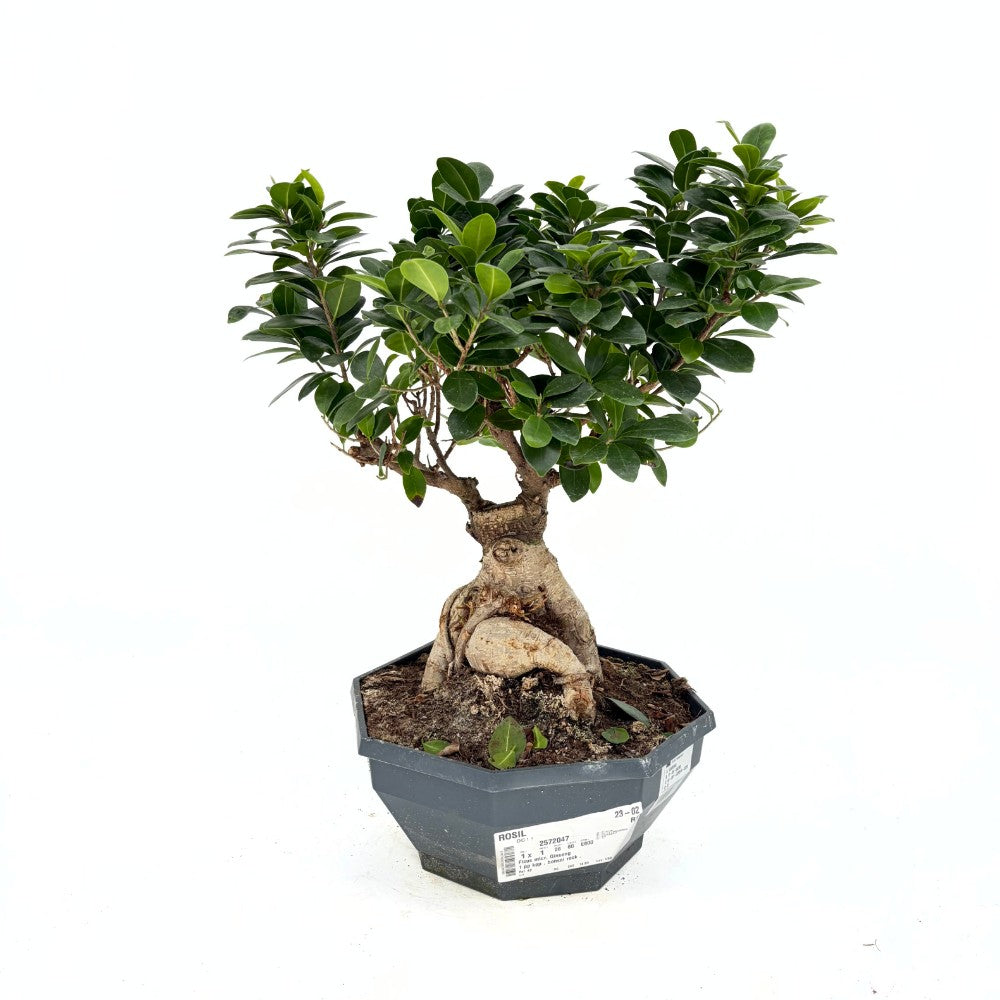 Ficus Bonsai Ginseng, 50 cm – vastag gyökerű egzotikus szobanövény